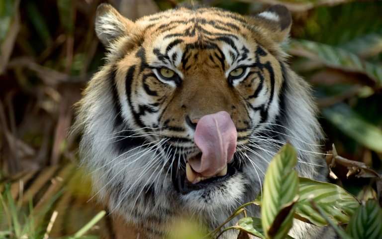 Sumatran Tiger Endangered Sumatran Animals